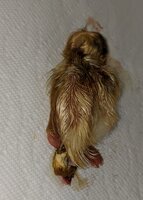 IMG_20200603_131258.jpg