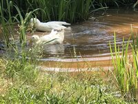 31BE4077-01B4-4FF3-8B91-04A2FB62E534.jpeg