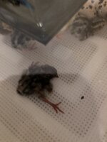 4374BDDF-FA34-49C5-8B87-F2C97446148E.jpeg