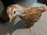Thelma.3.jpg