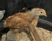 Thelma.2.jpg