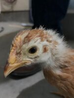Thelma.1.jpg