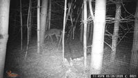 coyote1.JPG
