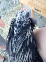 20200607_190735.jpg