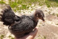 DarkestBrahma2.jpg