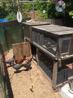 chicken coop 2020-06-08.jpg
