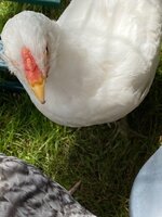 IMG_6360.jpg