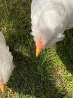 IMG_6364.jpg