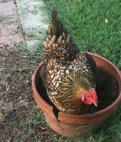 Daisy in the flower pot.jpg