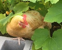 Alberta in teh garden .jpg