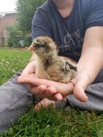Dottie.jpg