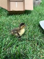 duck.jpg