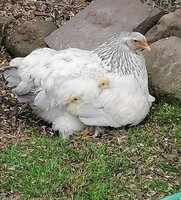 IMG_20200610_064311.jpg