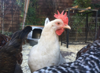 Whitey, chicken.png