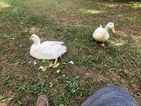B460A25B-4044-41AE-AF24-100BB928ABCE.jpeg