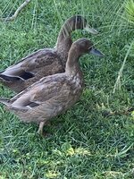 Khaki ducks 2.jpg