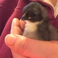 chick4.jpg chick4.jpg