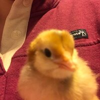 chick1.jpg