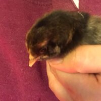 chick5.jpg chick5.jpg