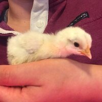 chick7.jpg chick7.jpg
