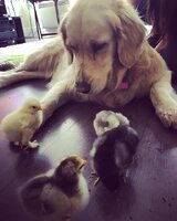 chicks with Ollie.jpg