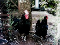 Black Australorps (Hatchery Quality).jpg