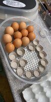 eggs 1.jpg