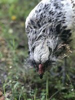1AE25332-35BD-468B-8055-CF3AA0F724BB.jpeg