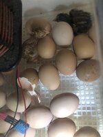2CA33995-6BB5-439F-AF6C-D0AEE0D98E88.jpeg