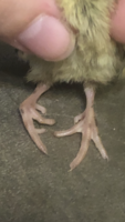 ED6FE252-7102-4CB6-A114-C2C496ED874B.png