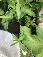 00867325-0E13-40C5-BC7C-2B25CF69C480.jpeg