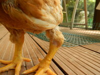chicken3.JPG chicken3.JPG