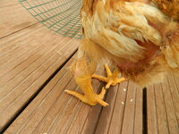 chicken 1.JPG chicken 1.JPG