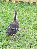 IMG_20200615_164407498.jpg
