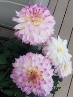 20200612_160915.jpg