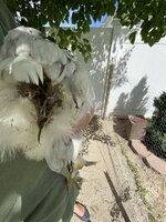 602C68DA-49E9-4ADE-9FBF-94623FF6ADB9.jpeg