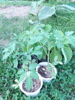 20200615_193721.jpg