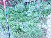 20200615_193807.jpg