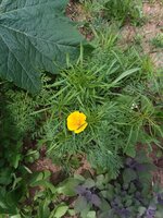 20200615_125243.jpg