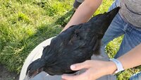 birdpic2.jpg