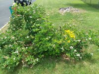 20200615_125354.jpg