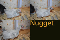 Nugget.jpg