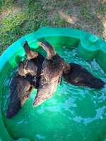 IMG_20200616_173613283.jpg