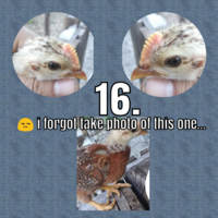 Photo Collage Maker_xZxzxW_1592338194376.png