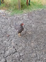 IMG_20200616_200358788.jpg