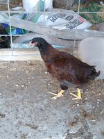 IMG_20200616_200449770.jpg