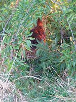 IMG_20200616_200648269.jpg