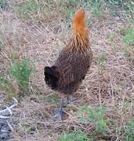 IMG_20200616_200610709.jpg