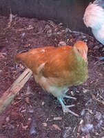 20200617_131931.jpg