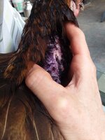 20200617_175948.jpg
